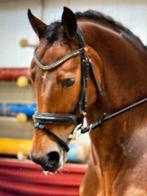 Te koop mooie veelzijdige merrie, Dieren en Toebehoren, Paarden, Merrie, Z, Gechipt, Dressuurpaard