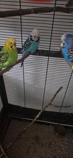 4 parkieten +kooi+Vogelzaad, Dieren en Toebehoren, Vogels | Parkieten en Papegaaien, Meerdere dieren, Parkiet, Geringd