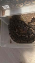 Koningspyton, Slang, 3 tot 6 jaar