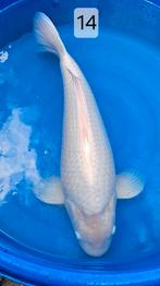 Witte koi - kweker Matsue - 67cm - female (v), Karper of Koi