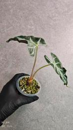 Alocasia Loco - diverse maten, Huis en Inrichting, Ophalen of Verzenden, Overige soorten, Minder dan 100 cm