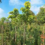 Catalpa Boom - 350-400cm, Stamomtrek 8-12cm, Ophalen, Lente, Volle zon, Overige soorten
