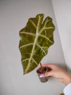 Alocasia Polly, Huis en Inrichting, Kamerplanten, Ophalen of Verzenden, Halfschaduw, Minder dan 100 cm
