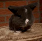 Raszuivere minilop konijntjes, Dieren en Toebehoren, Konijnen, Meerdere dieren, Dwerg, Hangoor, 0 tot 2 jaar