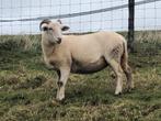 Wiltshire horn schapen ooien dekram, Dieren en Toebehoren, Schapen, Geiten en Varkens, Vrouwelijk, Schaap