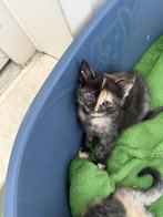 4 Prachtige kittens te koop, Dieren en Toebehoren, Katten en Kittens | Overige Katten, Meerdere dieren, Kortharig, 0 tot 2 jaar
