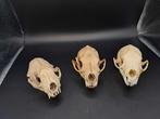 3x schedel marter, Verzamelen, Dierenverzamelingen, Overige soorten, Gebruikt, Ophalen of Verzenden, Schedel