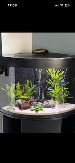 Hoekaquarium 180 ltr, Dieren en Toebehoren, Ophalen of Verzenden, Zo goed als nieuw, Gevuld zoetwateraquarium