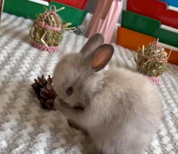 🎁❤️EEN LIEF DWERGKONIJNTJE MEISJE ZOEKT EEN GOUDEN MANDJE  beschikbaar voor biedingen