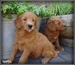 Labradoodle pups. Bekijk de foto's., Nederland, Overige rassen, 8 tot 15 weken, CDV (hondenziekte)