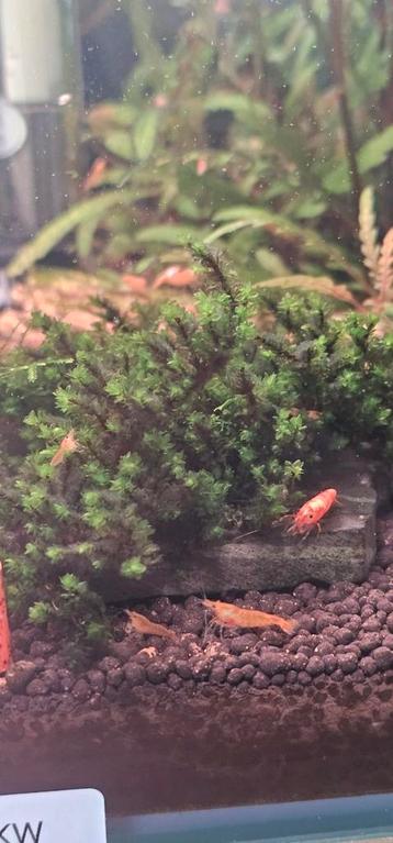 Distichophyllum sp. Mos Aquarium beschikbaar voor biedingen