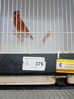 Rood agaat kanaries, Dieren en Toebehoren, Mannelijk, Kleurkanarie