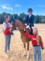 ️ C pony vriendje, bereden en betuigd, ruin, welsh ️, Dieren en Toebehoren, Met stamboom, Ruin, 7 tot 10 jaar, Tuigpony