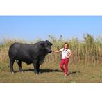 Angus Bull Black beeld – Angus Stier Lengte 243 cm, Ophalen, Nieuw