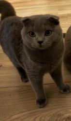 Britse kort haar, Dieren en Toebehoren, Katten en Kittens | Overige Katten, Poes