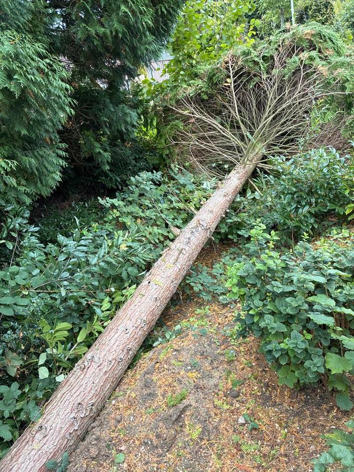 Gratis Openhaardhout - Zelf Zagen!, Tuin en Terras, Haardhout, Overige houtsoorten, Minder dan 3 m³, Ophalen
