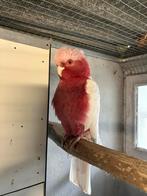 Koppel lutino rosé kaketoe, Dieren en Toebehoren, Vogels | Parkieten en Papegaaien, Meerdere dieren, Papegaai, Geringd