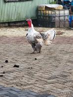 Mooi kalkoenhaan, Dieren en Toebehoren, Mannelijk, Kalkoen