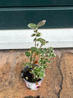 Kardinaalsmuts - Lage Struik met Mooi Patroon, Vaste plant, Bloeit niet, Halfschaduw, Ophalen