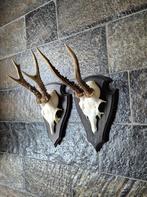 2 Mooie Ree geweien samen € 19 jacht hut mancave f76, Ophalen of Verzenden, Zo goed als nieuw, Hert, Gewei of Kop
