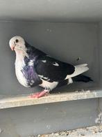 Koppel canario kroppers, Dieren en Toebehoren, Vogels | Duiven, Meerdere dieren, Kropper