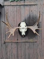 Uniek decoratief object – Eland / Moose gewei, Ophalen, Zo goed als nieuw, Wild dier, Gewei of Kop
