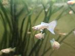Albino platinum guppen, Vis
