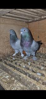 Oyunlu seferli çift takla duiven, Dieren en Toebehoren, Vogels | Duiven, Meerdere dieren, Postduif