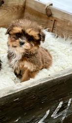 Boompoo pups, Dieren en Toebehoren, Parvo, Nederland, Overige rassen, 8 tot 15 weken