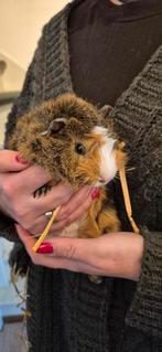 Cavia broertjes incl. Hok en toebehoren, Cavia, Mannelijk, November, Tam
