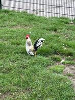 Serama haantje, Dieren en Toebehoren, Pluimvee, Mannelijk, Kip