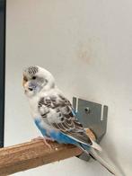 Grasparkieten, Meerdere dieren, Parkiet