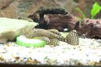 Ancistrus (algeneters), Vis, Zoetwatervis
