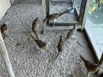 Fazanten, Dieren en Toebehoren, Pluimvee, Meerdere dieren, Overige soorten