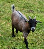 Gecastreerd dwergbokje, Dieren en Toebehoren, Schapen, Geiten en Varkens, Mannelijk, Geit, 0 tot 2 jaar