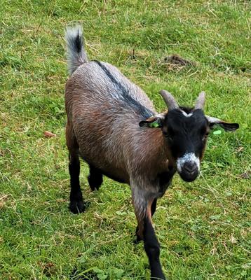 Gecastreerd dwergbokje beschikbaar voor biedingen