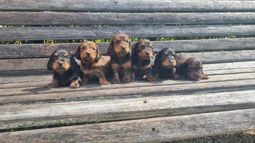 Langharige standaard teckel pups met stamboom!, Dieren en Toebehoren, Honden | Teckels en Dashonden, Meerdere dieren, Langhaar