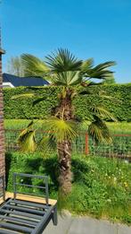 2 palmbomen te koop, Tuin en Terras, Planten | Bomen, Ophalen, Palmboom