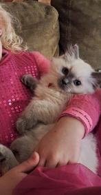 Ragdoll kittens || chip, 2x gevaccineerd || ouders getest, Dieren en Toebehoren, Katten en Kittens | Raskatten | Langhaar, Meerdere dieren