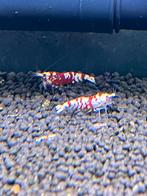 Red Fancy Tiger garnalen, Dieren en Toebehoren, Vissen | Aquariumvissen, Kreeft, Krab of Garnaal