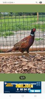 Bosfazanten, Dieren en Toebehoren, Pluimvee