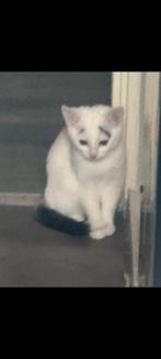 Kittens, Geslacht onbekend, Kortharig, 0 tot 2 jaar