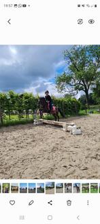 lieve b pony, Dieren en Toebehoren, Pony's, Gechipt, B, Ruin, 7 tot 10 jaar