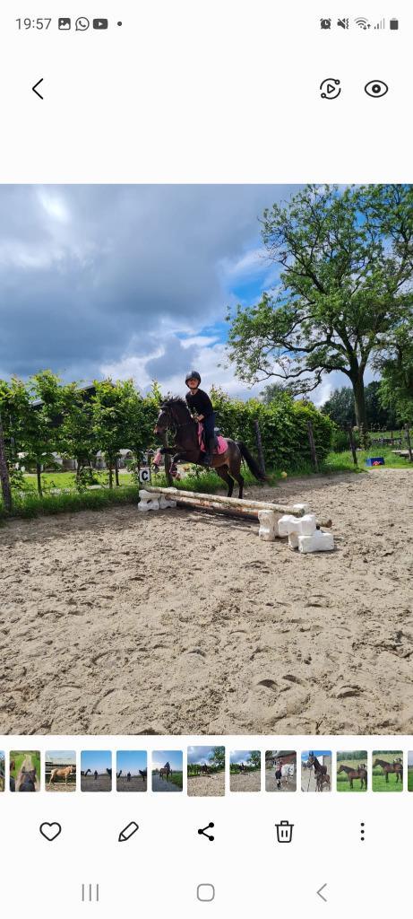 lieve b pony, Dieren en Toebehoren, Pony's, Ruin, B, B pony (1.17m tot 1.27m), 7 tot 10 jaar, Gechipt, Ontwormd, Ingeënt