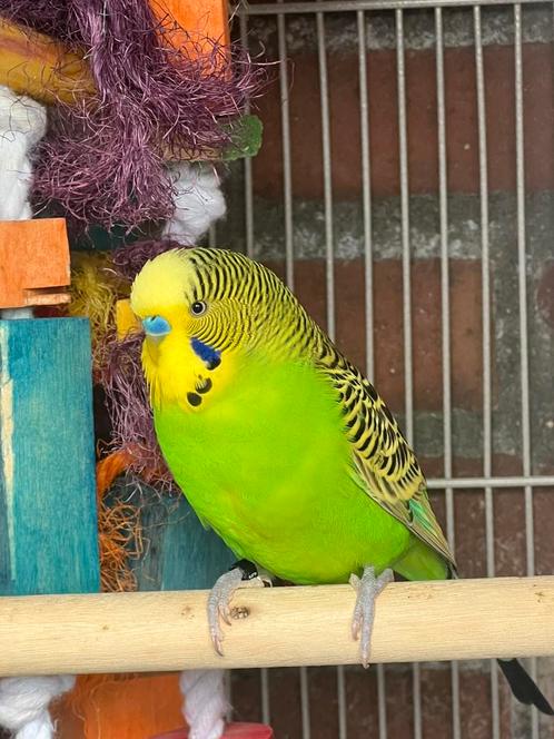Grasparkieten, Dieren en Toebehoren, Vogels | Parkieten en Papegaaien, Parkiet, Meerdere dieren