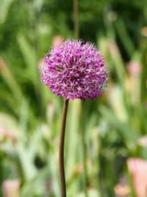 Allium Purple Sensation Bloembollen, Ophalen of Verzenden, Najaar, Bloembol