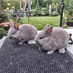 Kleurdwergen, Dieren en Toebehoren, Konijnen, Mannelijk, Dwerg