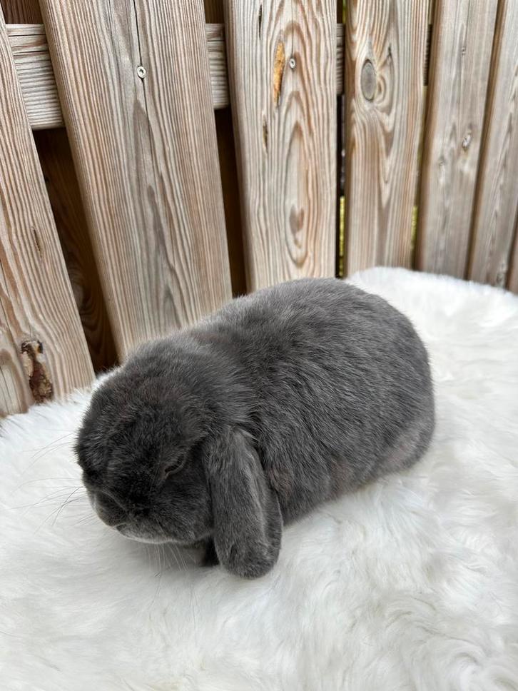 Prachtige mega lieve nhd knuffel rammetje, Dieren en Toebehoren, Konijnen, Dwerg, Mannelijk