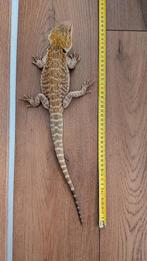 Prachtige Baardagaam (Man, 6 Maanden) Zoekt Nieuw Thuis!, Dieren en Toebehoren, Reptielen en Amfibieën, Hagedis, Tam, 0 tot 2 jaar