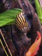 Zebra slak, Slak of Weekdier